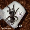 TARANTULA